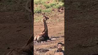 Giraffa strangle 😱 giraffe wildlife animals wildanimals shayankokoa1 [upl. by Nivag]