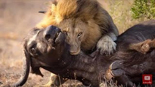 Leones comen búfalo vivo  Leones Cazando Un Bufalo  Lions Hunting A Buffalo [upl. by Kalam]