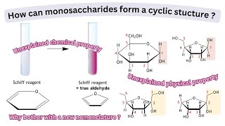 How can monosaccharides form a cyclic structure  Properties explained by cyclic structure [upl. by Sairu]