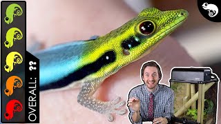 Neon Day Gecko The Best Pet Lizard [upl. by Casady228]