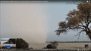 Elephants and HUGE dust devil [upl. by Lerraj]