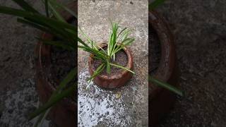 Rainlily flower tree replace rainlily viralreelsviralvideogardening plantforfuture viralshorts [upl. by Wyck]