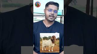 Weight Gain Diet For Goats  Goat Farming in India [upl. by Ariay]