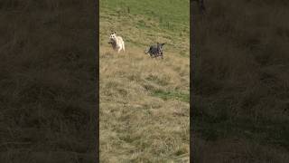 rabbiting ferreting hunting lurcher sukithesaluki rabbitexpress workinglurcher [upl. by Ajan867]