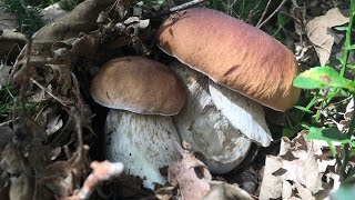 Boletus Edulis amp Boletus Reticulatus amp Boletus Pinicola [upl. by Tisdale575]