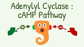 IP3 DAG Calcium Pathway [upl. by Raine]