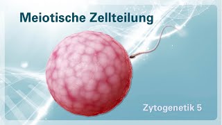 Zytogenetik 05 – Meiotische Zellteilung Meiose [upl. by Leikeze]