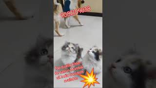 catlovers 💥💥💕cute viralvideo trending shortvideo ytshorts cutebaby animals [upl. by Acherman]