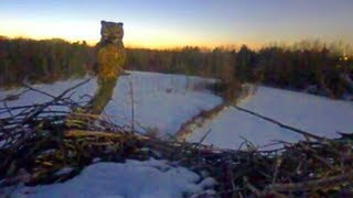 Great Horned Owl Twilight Visit to Sapsucker Woods Heron Nest [upl. by Llohcin]