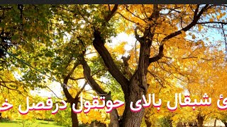 زیبایی قریه شبقال بالادرفصلخزان [upl. by Dehlia]