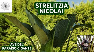 Todo sobre la Strelitzia nicolai [upl. by Arbe]