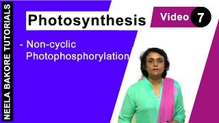 Photosynthesis  NEET  Non cyclic Photophosphorylation  Neela Bakore Tutorials [upl. by Epstein931]