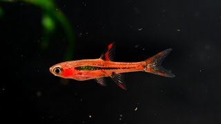 The Chili Rasbora Boraras brigittae Species Spotlight [upl. by Jennette904]