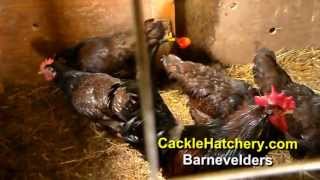 Barnevelder Chicken Breed Breeder Flock  Cackle Hatchery [upl. by Sayles]