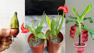 UNIQUE BANANA PROPAGATION TECHNIQUE stimulates strong plant growth thanks to super fast method [upl. by Aicinod194]