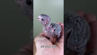 Green cheeked conure 2 months in 15 seconds birds [upl. by Olenolin]