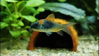 W końcu udało się nabyć Kirys Orange Venezuela Corydoras venezuelanus i pierwszy problem 4K [upl. by Yeuh]