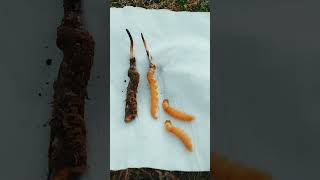 Very Good Cordyceps sinensis cordycepsfungus [upl. by Sandy]