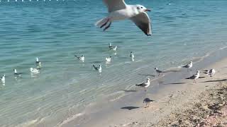 CORNICHE BEACH  ABU DHABI beach relaxing cornicheabudhabi [upl. by Geordie323]