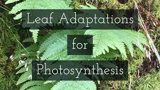 How is the Leaf Adapted for Photosynthesis Leaving Cert Biology [upl. by Boice469]