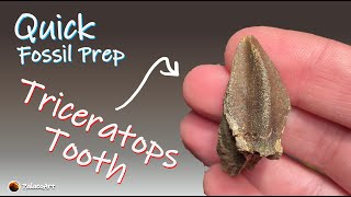 Quick Fossil Preparation  Triceratops tooth from Hell Creek shorts [upl. by Acinomed]