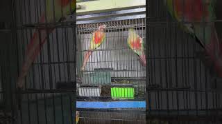 One Of My Best Danceing Yellow Sided Cnour Parrots Breeder Pair 🦜🥰❤️ [upl. by Mahla]