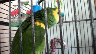 Blue Fronted Amazon Parrot ringing and playing with his favorite bell toy [upl. by Enailil]