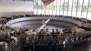 Van Bakel  Melkcarrousel Hyperlapse 🐄 [upl. by Annairt468]