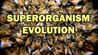 How Monogamy Made Superorganisms Evolve [upl. by Rapsac138]