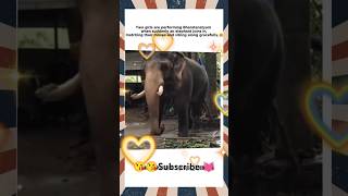 Elephant moves 💜shortvideo song v [upl. by Andel]