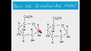 AS Biology  Making and breaking glycosidic bonds [upl. by Aserehc591]