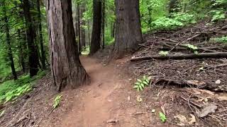 Bradley Grove Trail Loop  Calaveras Big Trees State Park [upl. by Assehc]