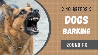 Dogs barking sound effects no copyright [upl. by Kela359]