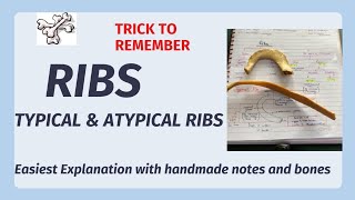 Ribs anatomy  typical amp atypical ribs  identification features  Easy Explanation [upl. by Eanat]