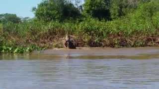 Dramatic  Jaguar kills caiman  Pantanal Brazil  July 2015 [upl. by Aneen32]