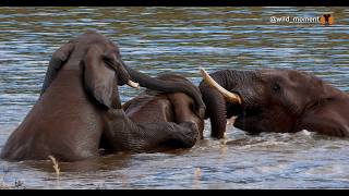 Elephant bulls cavorting wildlife elephants [upl. by Enirahtac772]