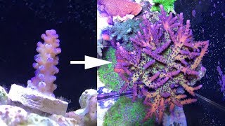 2 years of SPS and Acropora coral growth [upl. by Mellman875]