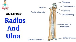 Radius and Ulna  Bones of Forearm  Osteology of Upper Limb  Anatomy  Doctor Speaks [upl. by Mohandas]