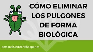 CÓMO ELIMINAR LOS PULGONES DE FORMA ECOLÓGICA  BIOLÓGICA [upl. by Zweig871]