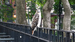 Adult redtailed hawk catches a rat in Tompkins Square [upl. by Aicel]