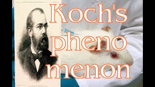 KochsphenomenonRobert kochs phenomenonmicrobiology classbacteriologymedtelugu [upl. by Anabel990]