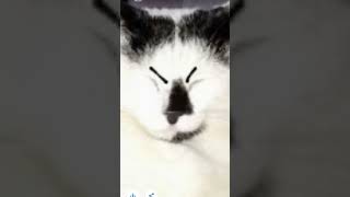 My cat is angy memes funny [upl. by Kehoe]