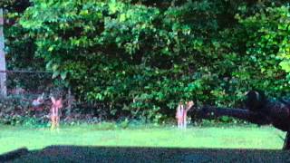 Whitetail deer fawns bleating in the rain [upl. by Floro]