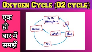 Oxygen Cycle In Hindi  Oxygen Cycle Class 9 [upl. by Dorren]