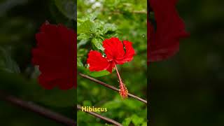 Beautiful hibiscus flowerflowers sorts nature [upl. by Ahsenot]