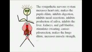 Comparison of the sympathetic and parasympathetic nervous systems  simple amp funny  Dr Aidy [upl. by Elolcin]