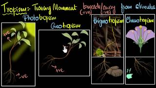 Tropism Types positive amp negative  Control amp Coordination  Biology  Khan Academy [upl. by Nifled]