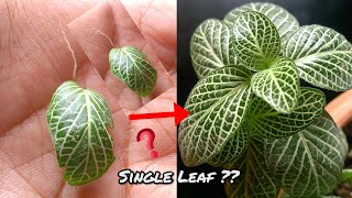 Can fittonia plants grow from single leaf [upl. by Bandeen]