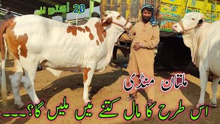 Is trah ka Mall kitnay me Mily ga  latest update on Sunday  Multan Cow Mandi [upl. by Lacey]