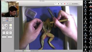 Frog Dissection  Opening the Frog [upl. by Harmonia]